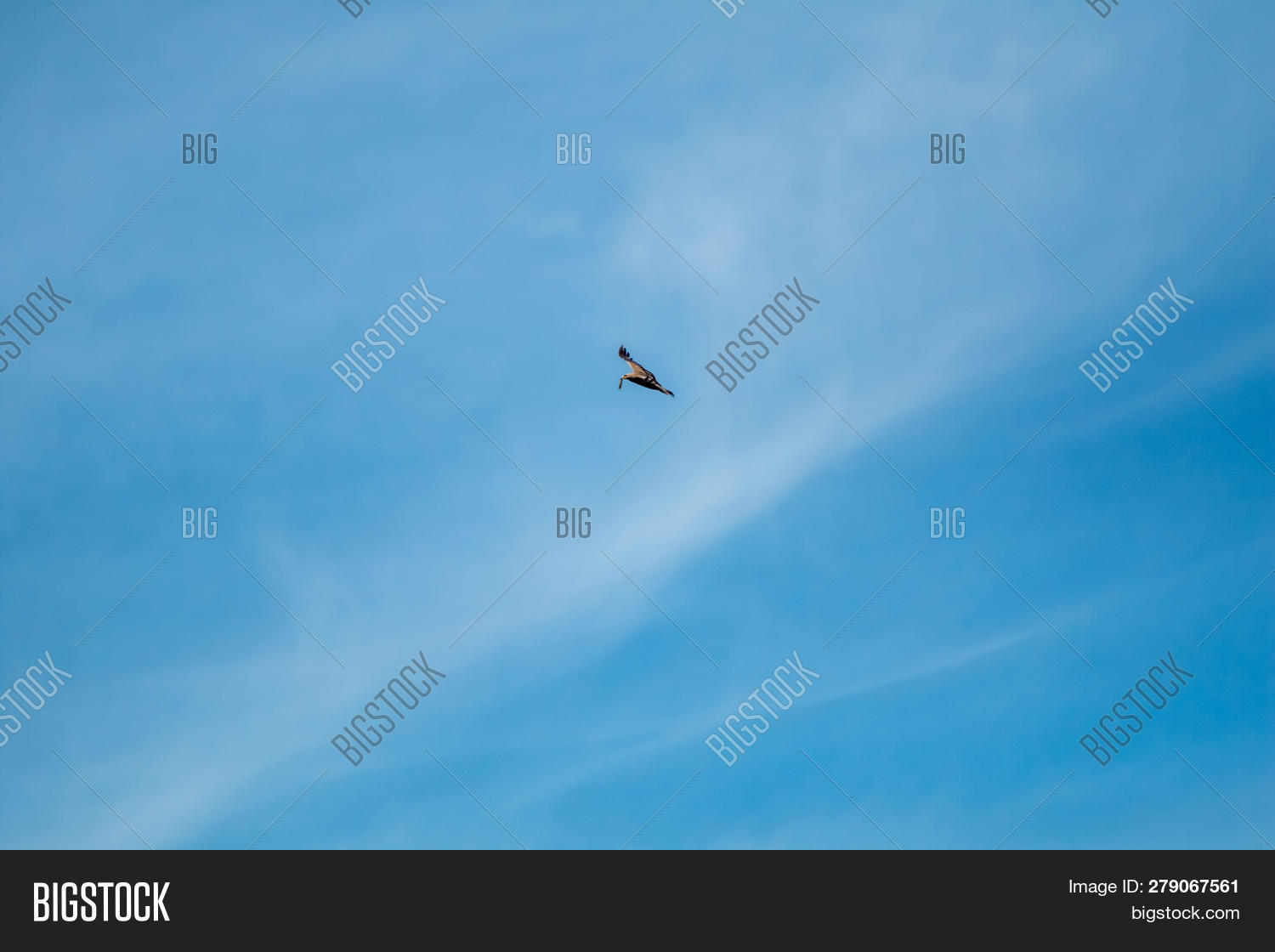 Hawk Prey. Hawk Flying Image & Photo (Free Trial) Bigstock