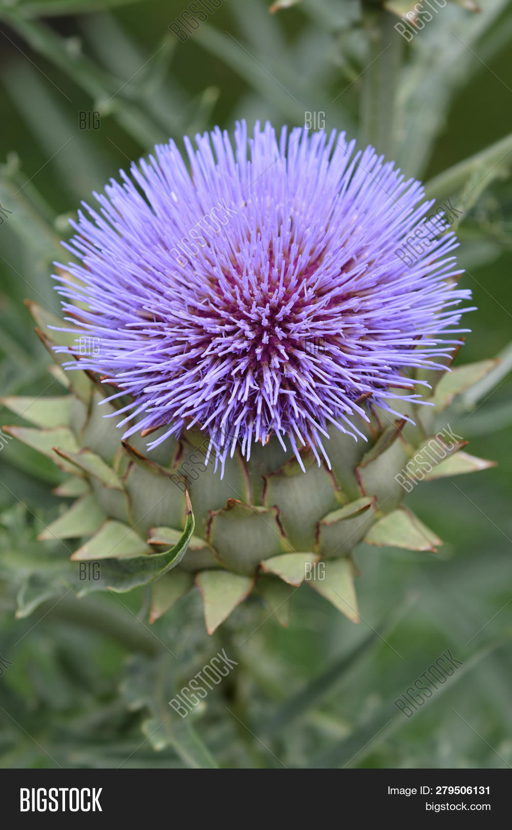 Artichoke Thistle Image & Photo (Free Trial) Bigstock