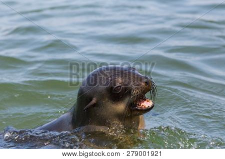 Detailed Portrait Head Of Wild Eared Seal (otariidae) In Natural Water, Sunshine
