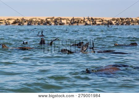 Colony Natural Wild Eared Seals (otariidae) In Namibia, Water, Coast