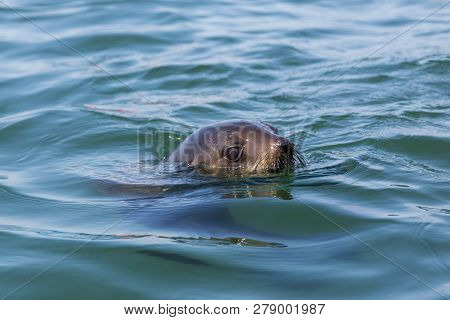 Head Of Natural Eared Seal (otariidae) In Blue Water, Sunshine