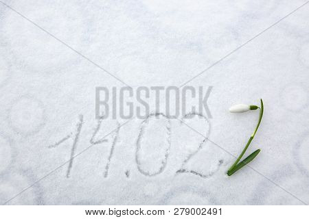 Valentines Day 14.02 Written At The White Snow Background And Snowdrop Flower.