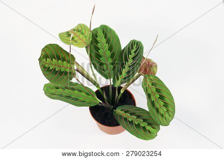 Maranta Plant In A Flower Pot Isolated On A White Background.