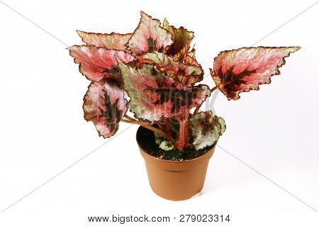 Begonia Plant In Flowerpot Isolated On White Background.