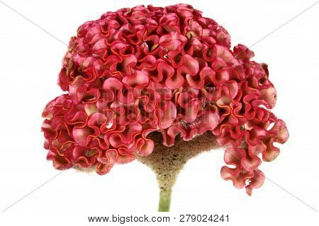 Red Cockscomb Flower Isolated On White Background. (celosia Argentea)