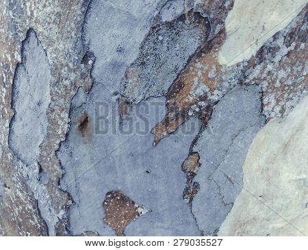 Eucalyptus Bark As Background, Eucalyptus Bark As Background, Wood Texture, Wood Backgroundwood Text