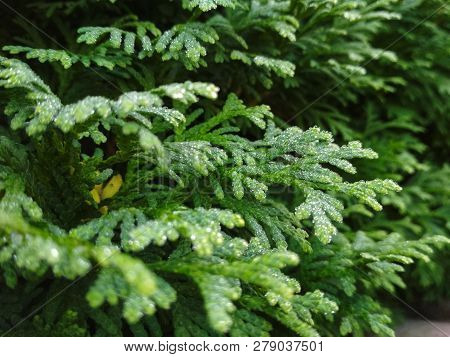 Dew On Coniferous Branches. Tuya Green Background, Coniferous Tree. Green Tuya Texturein The Spring