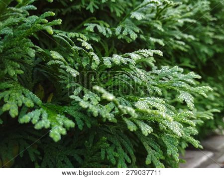 Dew On Coniferous Branches. Tuya Green Background, Coniferous Tree. Green Tuya Texturein The Spring