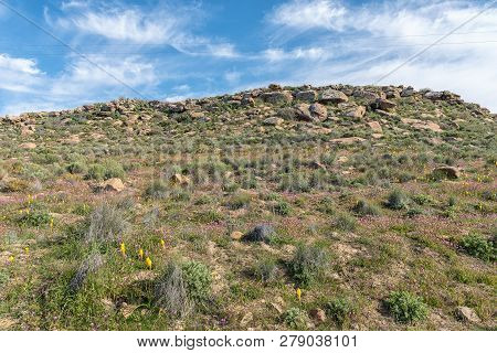 Yellow Bulbinellas (bulbinella Nutans) And Purple Felicias Above Gannaga Pass In The Tankwa Karoo Of