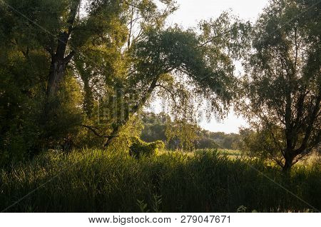 Small River Slow Flowing Across The Green Forest With Reflections Of  Trees In The Water.  Summer