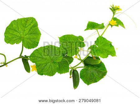 Cucumber Plant. Cucumber With Leaf And Flowers Isolated On White Background.
Fresh Organic Cucumber 
