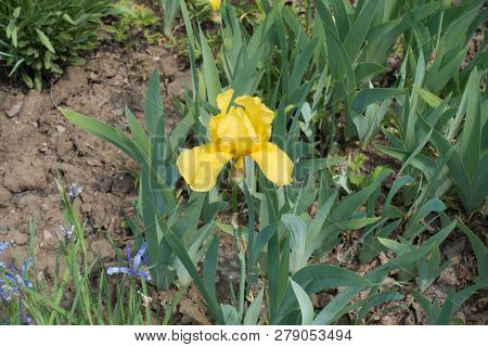 Bright Yellow Flower Of German Bearded Iris In Spring