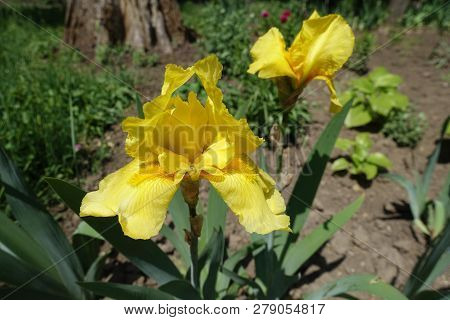 Closeup Of Yellow Flower Of German Bearded Iris