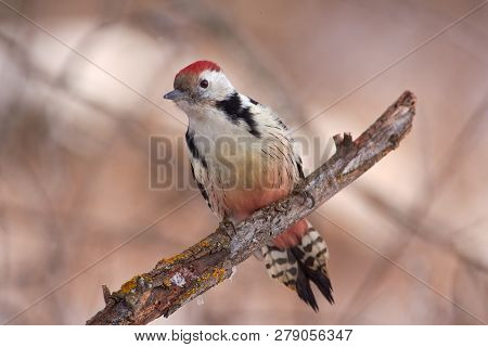 Middle Spotted Woodpecker (dendrocoptes Medius) Sits On A Branch Covered With Lichen And Snow On The