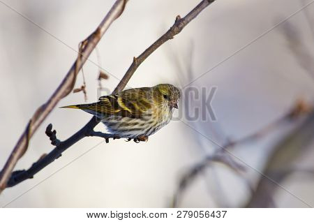 Little Forest Bird, Siskin (spinus Spinus), Sits On A Branch Of A Wild Apple In A Forest Park In The