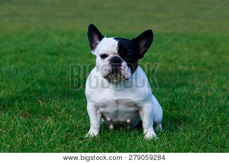 Dog Breed French Bulldog Is Sitting On Green Grass