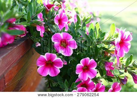 In An Original Box The Surfinia Grows And Blossoms In Bright Motley Flowers.