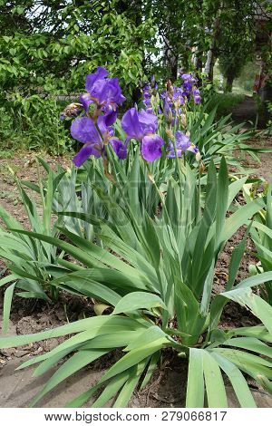 Blossoming Violet German Bearded Iris In Spring