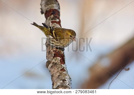 Siskin (spinus Spinus) Sits On A Birch Branch In The Winter Forest Park.