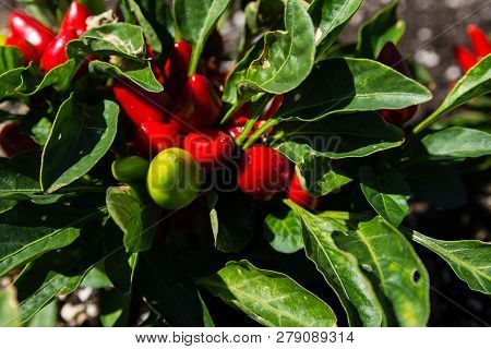 Ripe Chili Peppers Or Capsicum Annuum In Garden Close-up