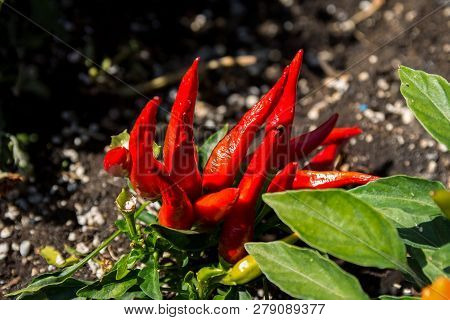Ripe Chili Peppers Or Capsicum Annuum In Garden Close-up