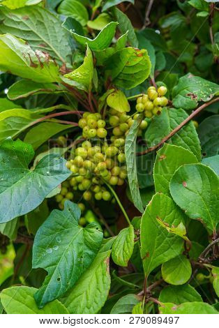Not Yet Ripe, Green Berries Of Chinese Magnolia Vine