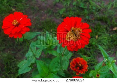 Colorful Beautiful Flowers Of Zinnia In The City Park.