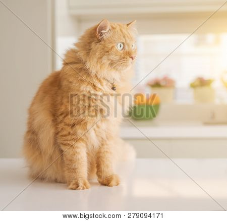 Beautiful ginger long hair cat lying on kitchen table on a sunny day at home