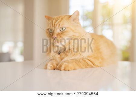 Beautiful ginger long hair cat lying on kitchen table on a sunny day at home
