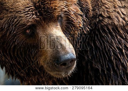 Front View Of Brown Bear. Portrait Of Kamchatka Bear (ursus Arctos Beringianus)