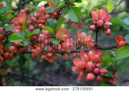 Japanese Quince Or Chaenomeles Japonica. Flowers Of Chaenomeles Japonica In The Spring Garden