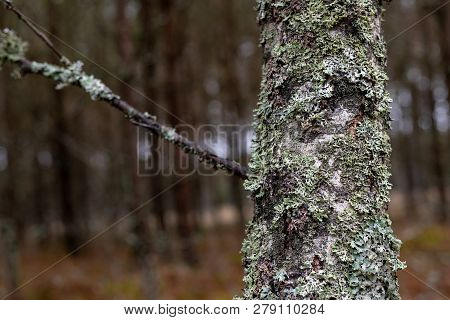 Moss And Grew On The Bark Of Birches. The Bark Of A Birch Tree.