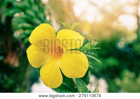 Allamanda Flower / Vintage Color Yellow Flower Allamanda On Tree In The Garden With Drop Water After