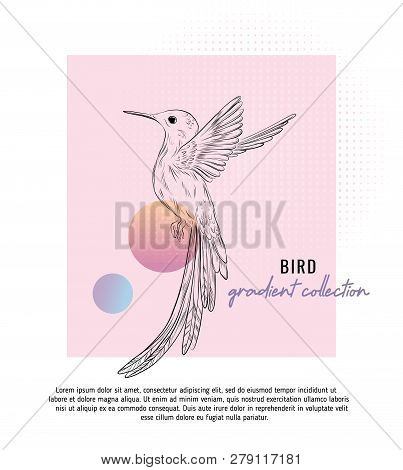 Small Colibri Vector Illustration With Typography.  Digital Art With Trendy Geometric Shapes And Gra