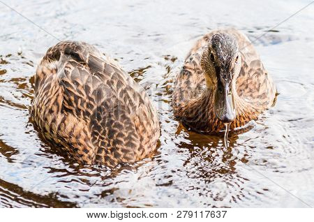 Two Brown Ducks, Ducklings Diving To Catch The Food In Lake Near The Coast, Feeding Time. Water Bird