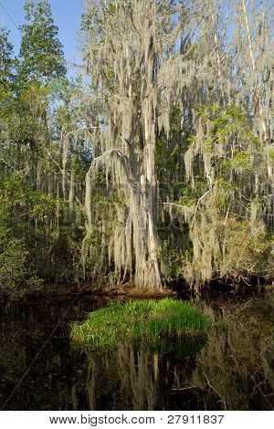 Okefenokee Reflections