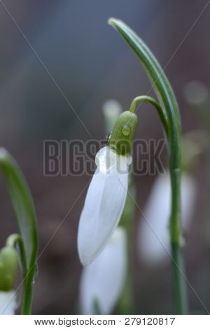 Spring Snowdrop Flowers With Water Drops In Spring Garden