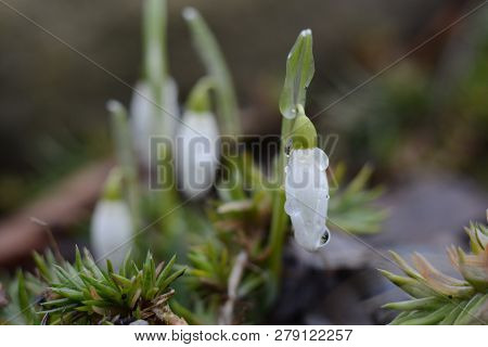 Spring Snowdrop Flowers With Water Drops In Spring Garden