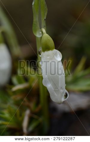 Spring Snowdrop Flowers With Water Drops In Spring Garden