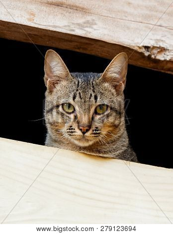 Tabby Cat Sad On Windos / On Wrown Tabby Cat Kitten On Window Looking Outside Waiting For The Owne -