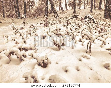 Snowfall. Snow Covered Trees And Autmn Leaves In The Ground In The Snowfall. Winter In Mountain Ski 