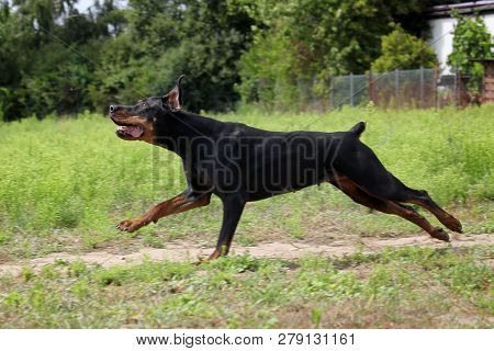 Black And Brown Doberman Running Over A Meadow