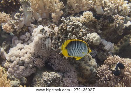 Blackbacked Butterflyfish On Coral Reef In Red Sea Off Sharm El Sheikh, Egypt