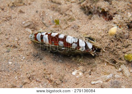 Common Pearl Oyster On Coral Reef In Red Sea Off Dahab, Egypt
