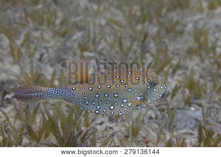 Bluetail Trunkfish Over Seagrass In Red Sea Off Dahab, Egypt
