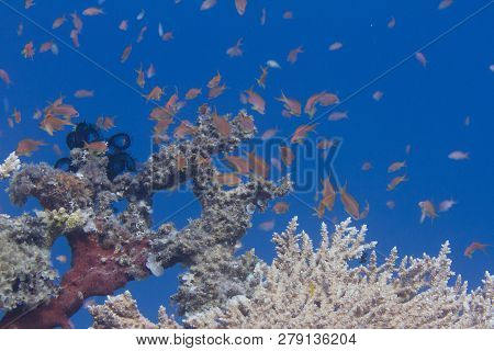 Lyretail Anthias, Arabian Chromis, And Lunar Fusilier Over Table Coral On Coral Reef In Red Sea Off 