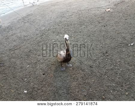 Pelican And Water And Sand In La Guancha In Ponce, Puerto Rico