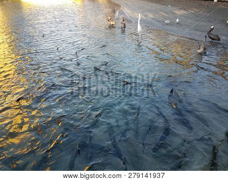 White Crane, Pelicans, And Tarpon Fish In La Guancha In Ponce, Puerto Rico