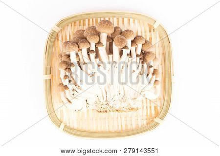 Japanese Mushrooms Shimeji In A Bamboo Plate On White Background. Flat-lay, Top View.