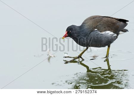 A Common Moorhen (gallinula Chloropus) Walking On A Frozen Lake, Waserpark In Vienna Austria